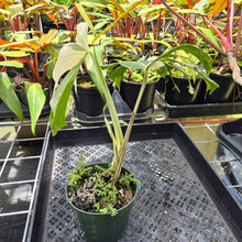 Load image into Gallery viewer, Monstera Borsigiana Albo Deliciosa, Exact Plant Variegated Ships Nationwide
