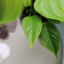 Load image into Gallery viewer, Anthurium Veitchii 4&quot; pot, Fedex 2 day*
