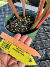 Load image into Gallery viewer, Philodendron Orange Marmalade, Exact Plant Ships Nationwide

