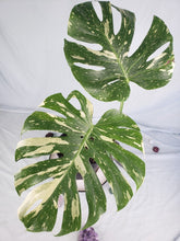 Load image into Gallery viewer, Thai Constellation, Exact Plant, variegated Monstera
