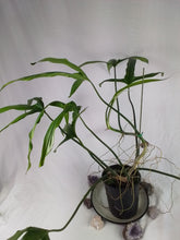 Load image into Gallery viewer, Philodendron Holtonianum, Exact Plant X-Large
