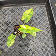 Load image into Gallery viewer, Alocasia sarian aurea, Exact Plant Ships Nationwide.
