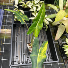 Load image into Gallery viewer, Alocasia Sarian aurea variegated 2.5" pot, Fedex 2day*
