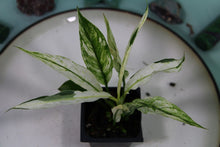 Load image into Gallery viewer, Variegated Spathiphyllum Jessica Exact Plant
