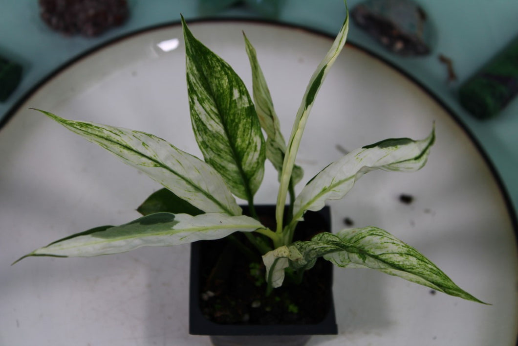 Variegated Spathiphyllum Jessica Exact Plant