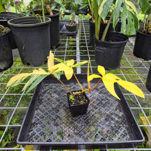 Load image into Gallery viewer, Philodendron Florida Beauty, Exact Plant Variegated
