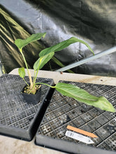 Load image into Gallery viewer, Anthurium Spectabile, Exact Plant Ships Nationwide
