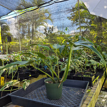 Load image into Gallery viewer, Monstera Burle Marx Flame, Exact Plant Ships Nationwide
