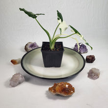 Load image into Gallery viewer, Alocasia Odora, Okinawa Silver Variegated 4&quot; pot, Fedex 2 day*
