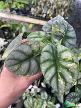 Load image into Gallery viewer, Alocasia Silver Dragon Aurea variegated 2.5" pot, Fedex 2day*
