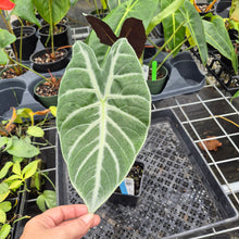 Load image into Gallery viewer, Alocasia Longiloba Lowii, Exact Plant Ships Nationwide
