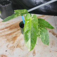 Load image into Gallery viewer, Philodendron Jose Buono, Exact Plant Variegated Ships Nationwide
