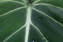 Load image into Gallery viewer, Philodendron Gloriosum Dark Form Exact Plant Ships nationwide
