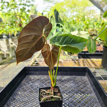 Load image into Gallery viewer, Anthurium Moodeanum, Exact Plant Mutated Leaf!
