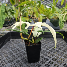 Load image into Gallery viewer, Philodendron Florida Ghost, Exact Plant Ships Nationwide
