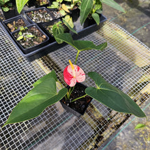Load image into Gallery viewer, Anthurium Shibori, Exact Plant Variegated
