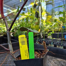 Load image into Gallery viewer, Philodendron Dark Lord, Exact Plant Ships Nationwide
