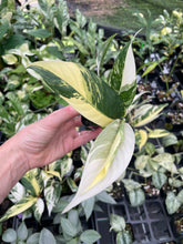 Load image into Gallery viewer, Rhaphidophora Lobbii Variegated 2.5" pot, Fedex 2day*
