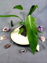 Load image into Gallery viewer, Anthurium Spectabile 4" pot, Fedex 2day*
