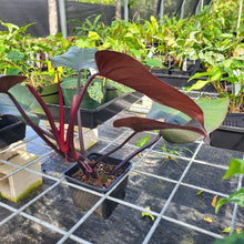 Load image into Gallery viewer, Philodendron Orange Princess, Exact Plant Variegated Ships Nationwide
