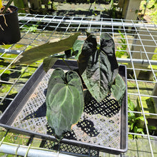 Load image into Gallery viewer, Anthurium Ace Of Spades X Papillilaminum exact plant, Fedex 2day*
