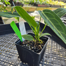 Load image into Gallery viewer, Anthurium Warocqueanum, Queen, Exact Plant Ships Nationwide
