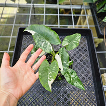 Load image into Gallery viewer, Alocasia Odora, Okinawa Silver, Exact Plant Variegated Multi pot of 3+
