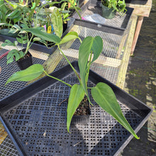 Load image into Gallery viewer, Monstera Burle Marx Flame, Exact Plant Ships Nationwide
