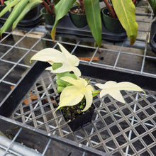 Load image into Gallery viewer, Philodendron Florida Ghost, Exact Plant Ships Nationwide
