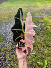 Load image into Gallery viewer, Alocasia Amazonica Large Form Pink Variegated, exact plant, not Polly, Fedex2day
