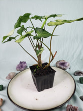 Load image into Gallery viewer, Three Kings Magic Marble, exact plant, variegated Syngonium, ships nationwide
