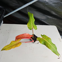 Load image into Gallery viewer, Philodendron Orange Marmalade, Autumn Queen 4" pot, Fedex 2day*
