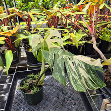 Load image into Gallery viewer, Monstera Borsigiana Albo Deliciosa, Exact Plant Variegated Ships Nationwide
