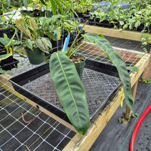 Load image into Gallery viewer, Philodendron Patriciae, Exact Plant Ships Nationwide
