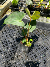 Load image into Gallery viewer, Anthurium Papillilaminum Fort Sherman, Exact Plant Ships Nationwide
