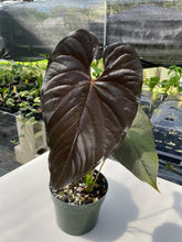 Load image into Gallery viewer, Anthurium Moodeanum, Exact Plant
