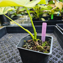 Load image into Gallery viewer, Alocasia Gageana Aurea, Exact Plant Variegated 4&#39;&#39; pot
