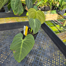 Load image into Gallery viewer, Philodendron Glorious, Exact Plant Ships Nationwide
