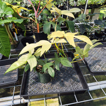 Load image into Gallery viewer, Philodendron Florida Ghost exact plant, Fedex 2day*

