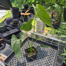 Load image into Gallery viewer, Anthurium Shibori Variegated exact plant, Fedex 2day*
