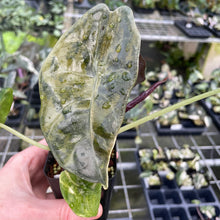 Load image into Gallery viewer, Alocasia Longiloba Suhirmaniana aurea Variegated 2.5" pot, Fedex 2day*
