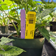 Load image into Gallery viewer, Syngonium Mojito, Exact Plant Variegated Ships Nationwide
