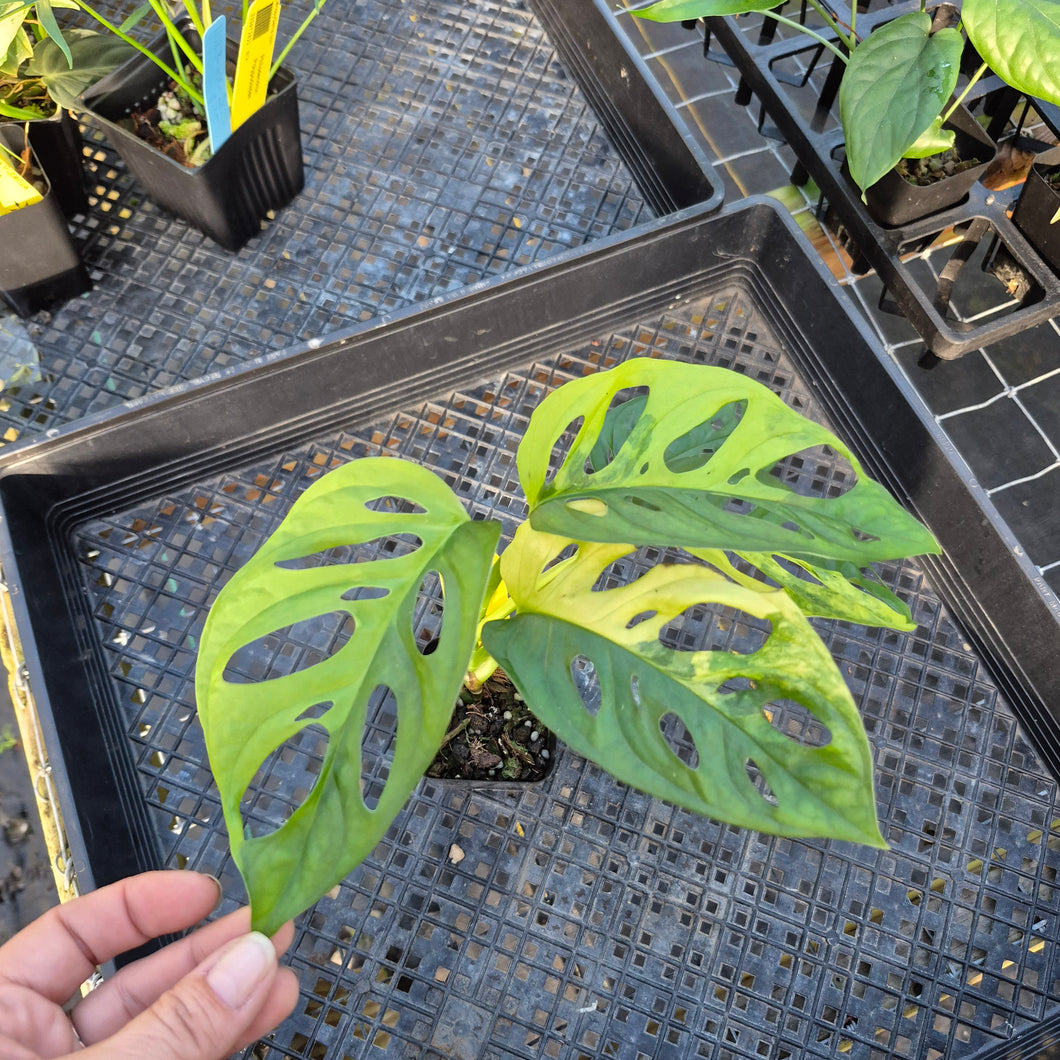 Monstera Adansonii Aurea, Exact Plant Variegated Ships Nationwide