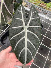 Load image into Gallery viewer, Alocasia Longiloba Grandis x Sanderiana 'Mark Campbell', Exact Plant
