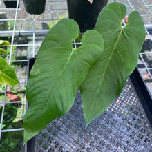 Load image into Gallery viewer, Anthurium Dolichostachyum , Exact Plant
