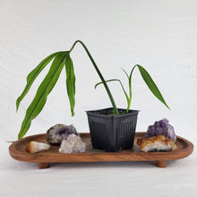 Load image into Gallery viewer, Philodendron Holtonianum, Exact Plant Ships Nationwide
