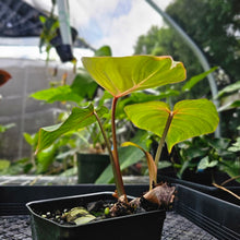 Load image into Gallery viewer, Philodendron Gloriosum, Pink Veined Back, Exact Plant 2 growth points
