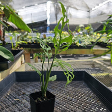 Load image into Gallery viewer, Monstera Obliqua Peru, Exact Plant Ships Nationwide
