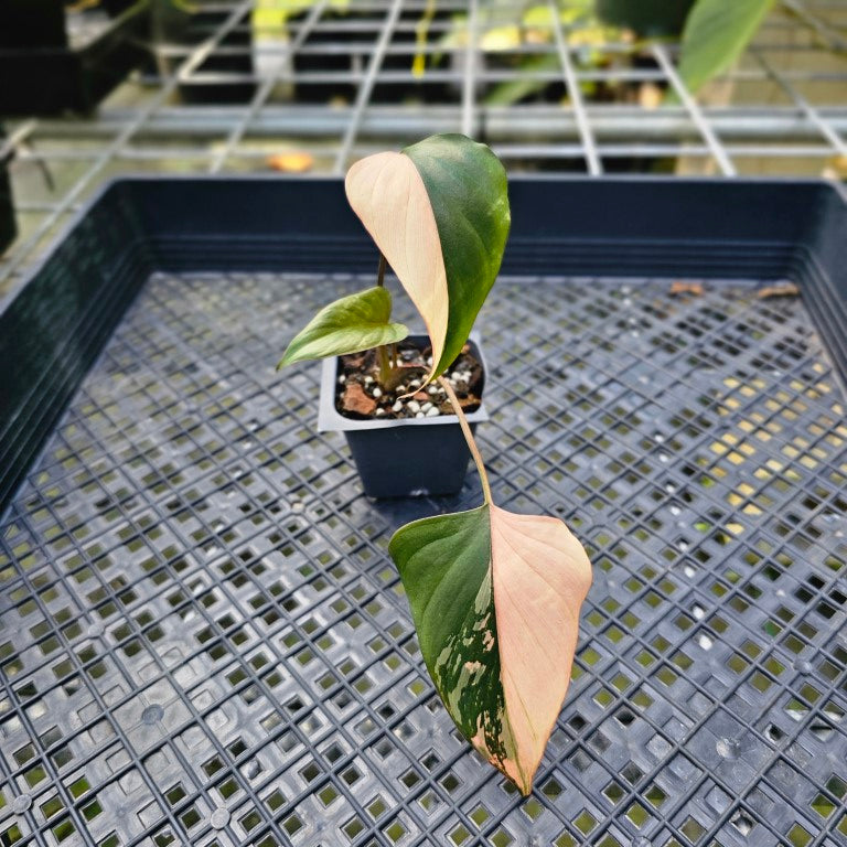 Homalomena Rubescens Pink Diamond, Exact Plant Variegated