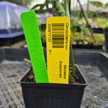 Load image into Gallery viewer, Monstera Subpinnata, Exact Plant Ships Nationwide
